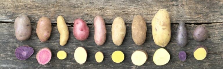 Organic-Seed-Potato-Array-Keene-Garlic-1024x318-1-768x239