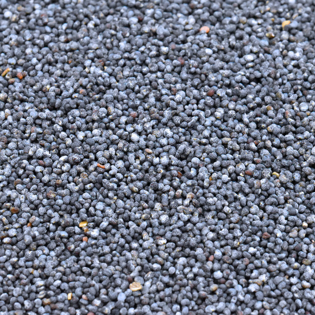 POP001b__78871-1024x1024