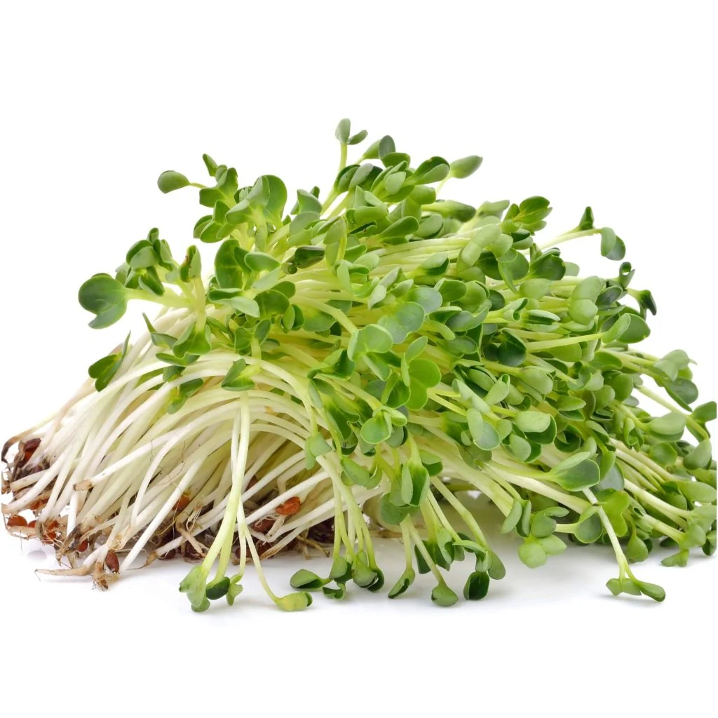 alfalfa-sprouts-seeds-564813