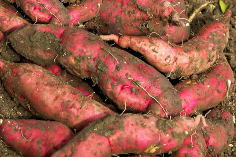 how-to-grow-sweet-potatoes-in-the-home-garden-1403479-04-0372416a6cc843f391defa996a4c352e-768x511