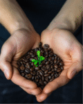 Organic Coffee Beans