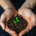 Organic Coffee Beans