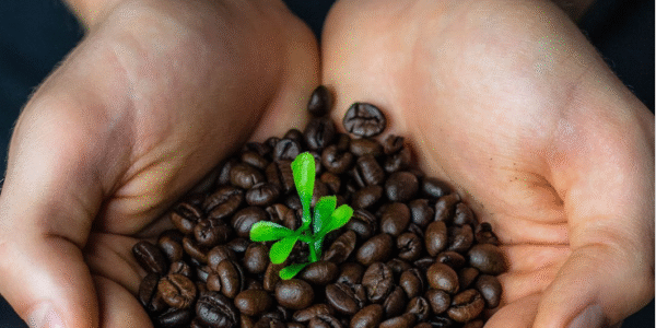 Organic Coffee Beans