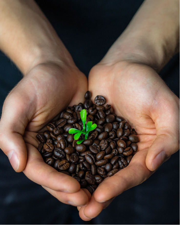 Organic Coffee Beans