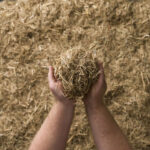 Organic Sugar Cane Mulch