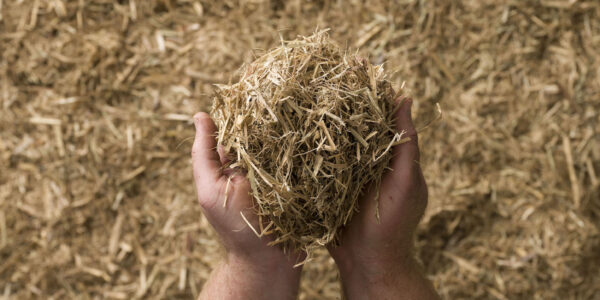 Organic Sugar Cane Mulch