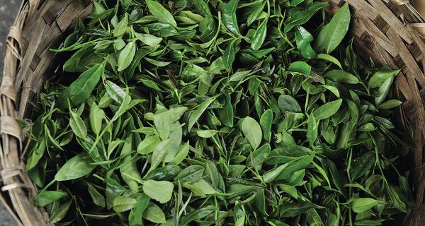 organic-tea-fraser-tea_grande