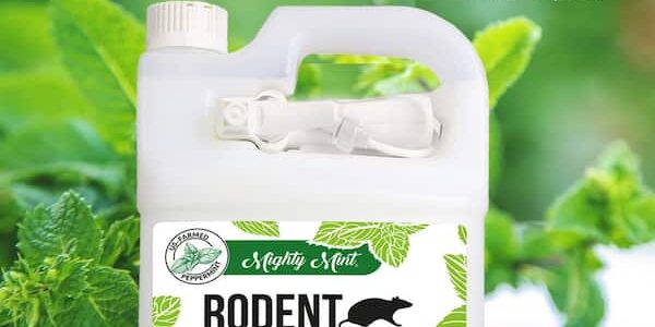 Where to Buy Peppermint Oil