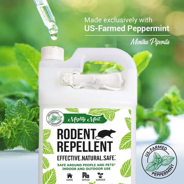 Where to Buy Peppermint Oil